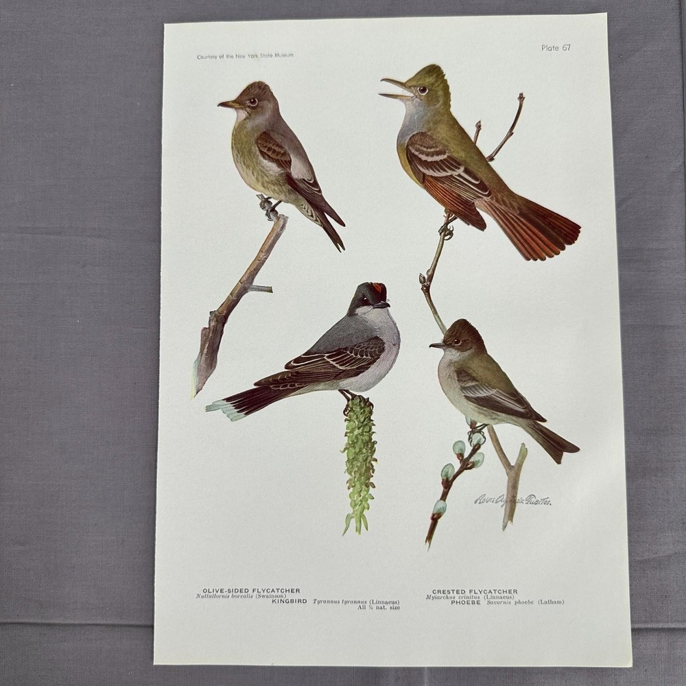 Louis Fuertes Olive-Sided Crested Flycatcher Kingbird Phoebe 1936 Plate Wall Art
